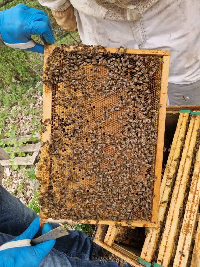 WhatsApp Image 2025-04-12 à 19.07.48_00ffbc9c.webp