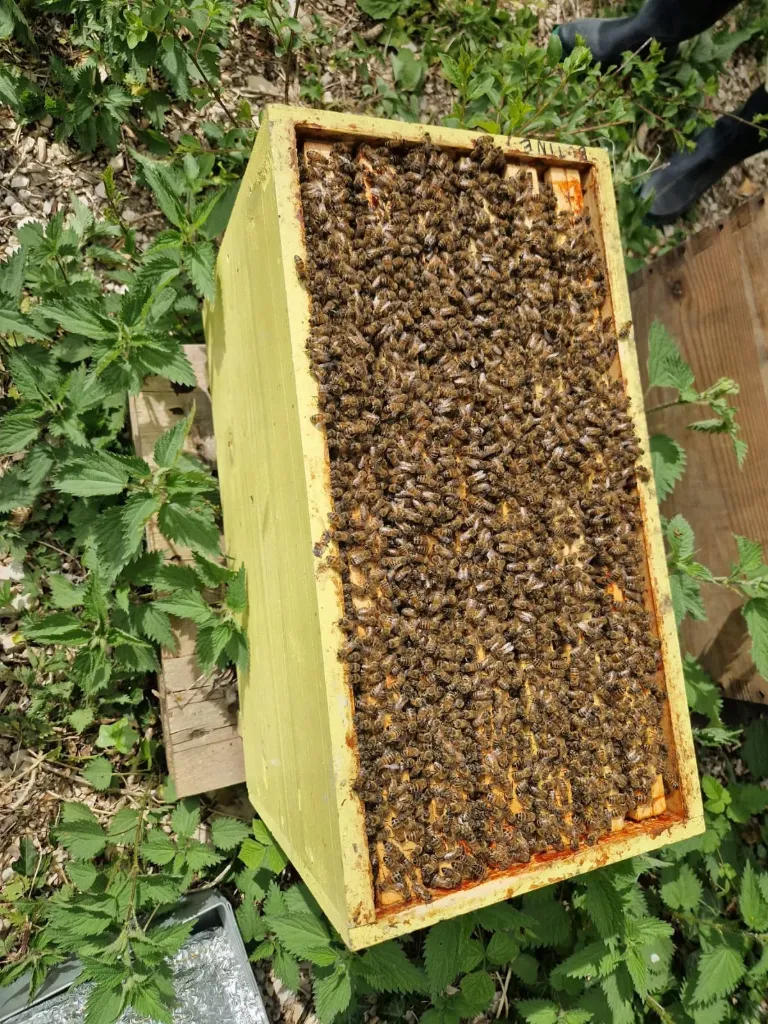 Essaim hiverné Buckfast